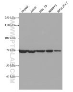 HSPA2 Monoclonal antibody proteintech 66291-1-Ig