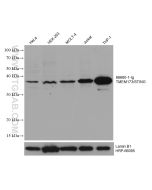 TMEM173/STING Monoclonal antibody proteintech 66680-1-Ig