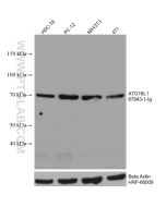 ATG16L1 Monoclonal antibody proteintech 67943-1-Ig