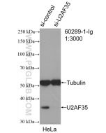 U2AF35 Monoclonal antibody proteintech 60289-1-Ig