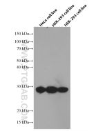 Geminin Monoclonal antibody proteintech 66566-1-Ig