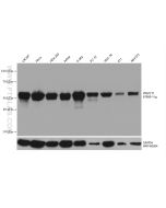 PKMYT1 Monoclonal antibody proteintech 67806-1-Ig