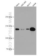 HDAC4 Monoclonal antibody proteintech 66838-1-Ig