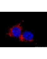 Anti-Mouse CD107a / LAMP1 (1D4B) proteintech 65050-1-Ig