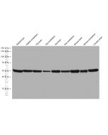 TMEM119 Monoclonal antibody proteintech 66948-1-Ig