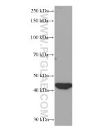 IDH1 Monoclonal antibody proteintech 66197-1-Ig