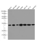 GRB2 Monoclonal antibody proteintech 66880-1-Ig