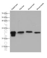 GSTM5 Monoclonal antibody proteintech 68210-1-Ig