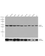 EIF4A3 Monoclonal antibody proteintech 67740-1-Ig