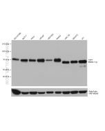 YAP1 Monoclonal antibody proteintech 66900-1-Ig
