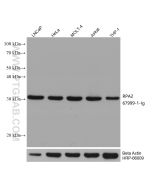 RPA2 Monoclonal antibody proteintech 67999-1-Ig