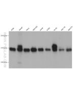 BCLAF1 Monoclonal antibody proteintech 67860-1-Ig