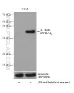 IL-1 beta Monoclonal antibody proteintech 66737-1-Ig