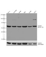 CXCR7 Monoclonal antibody proteintech 60216-1-Ig