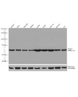 HDAC1 Monoclonal antibody proteintech 66085-1-Ig