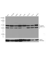 CDC25C Monoclonal antibody proteintech 66912-1-Ig
