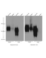 MRP1 Monoclonal antibody proteintech 67228-1-Ig
