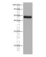 STRA8 Monoclonal antibody proteintech 68071-1-Ig