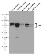 FMRP Monoclonal antibody proteintech 66548-1-Ig