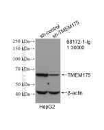 TMEM175 Monoclonal antibody proteintech 68172-1-Ig