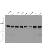 RICTOR Monoclonal antibody proteintech 66867-2-Ig