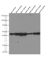 CDC37 Monoclonal antibody proteintech 66420-1-Ig