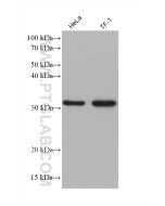 ATP5C1 Monoclonal antibody proteintech 60284-1-Ig