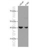 GOT1 Monoclonal antibody proteintech 60317-1-Ig