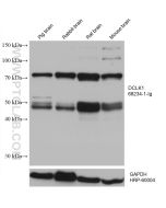DCLK1 Monoclonal antibody proteintech 68234-1-Ig