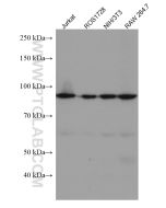 MCM5 Monoclonal antibody proteintech 67049-1-Ig