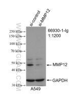 MMP12 Monoclonal antibody proteintech 66930-1-Ig