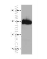 CD163 Monoclonal antibody proteintech 68218-1-Ig
