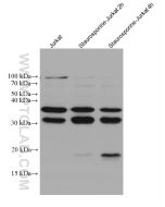 Caspase 7 Monoclonal antibody proteintech 67956-1-Ig
