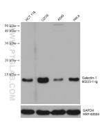 Galectin-1 Monoclonal antibody proteintech 60223-1-Ig