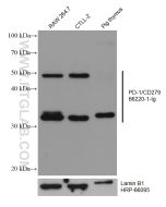 PD-1/CD279 Monoclonal antibody proteintech 66220-1-Ig