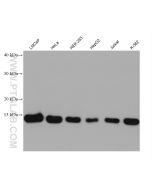 FIS1 Monoclonal antibody proteintech 66635-1-Ig