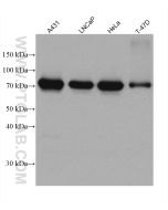 CAPN1 Monoclonal antibody proteintech 67732-1-Ig