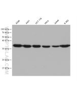 Annexin A1 Monoclonal antibody proteintech 66344-1-Ig