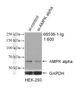 AMPK Alpha 1 Monoclonal antibody proteintech 66536-1-Ig