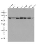 USP14 Monoclonal antibody proteintech 67746-1-Ig