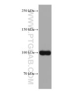TRPV1 Monoclonal antibody proteintech 66983-1-Ig