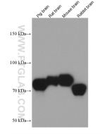 SIRP Alpha/CD172a Monoclonal antibody proteintech 67337-1-Ig