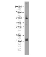 FKBP2 Monoclonal antibody proteintech 66091-1-Ig