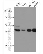 HMBS Monoclonal antibody proteintech 67456-1-Ig