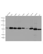 CALD1 Monoclonal antibody proteintech 66693-1-Ig