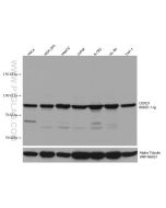 DDX21 Monoclonal antibody proteintech 66925-1-Ig