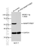 NAMPT/PBEF Monoclonal antibody proteintech 66385-1-Ig