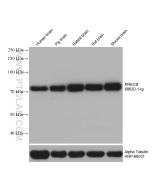 PRKCB Monoclonal antibody proteintech 68620-1-Ig