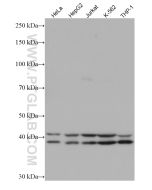 TIAR Monoclonal antibody proteintech 66907-1-Ig