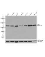 DDB1 Monoclonal antibody proteintech 66010-1-Ig